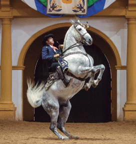 Caballos en la Real Escuela de Jerez