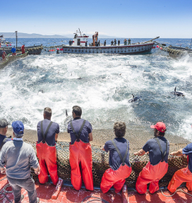 Pesca del atún en Barbate