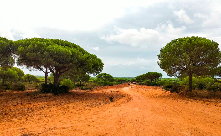 Pinar de Roche